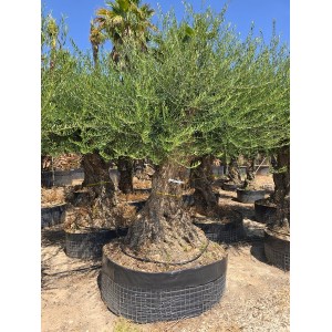 Olea bonsai lechin CTM M